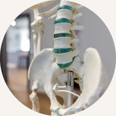 Foto: Wirbelsäulen Modell